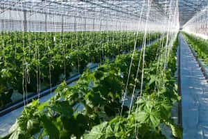 injection plastique agroalimentaire culture, PLASTIC INJECTION FOOD-PROCESSING INDUSTRY