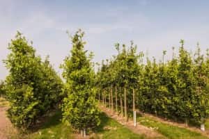 injection plastique horticulture environnement, PLASTIC INJECTION HORTICULTURE ENVIRONMENT