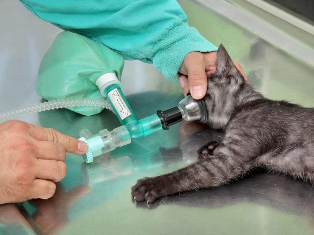 Injection plastique vétérinaire animaux et NAC, PLASTIC INJECTION VETERINARIANS PETS AND EXOTIC PETS