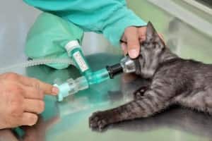 Injection plastique vétérinaire animaux et NAC, PLASTIC INJECTION VETERINARIANS PETS AND EXOTIC PETS